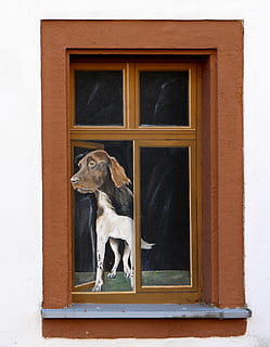 Fenster, Illusion, Kunst, Fassade, Malerei, lustig, Humor, Parodie, Täuschung, Hund, Gitterfenster, Tier, ein Tier, Haustiere, Säugetier, Tierthemen, gebaute Struktur, Tür, inländisch, Eckzahn, Gebäudehülle, die Architektur, keine Leute, Wirbeltier, Glas - Material, Tag, Gebäude, braun, transparent, Fensterrahmen, 4K, CC0, gemeinfrei, lizenzfrei