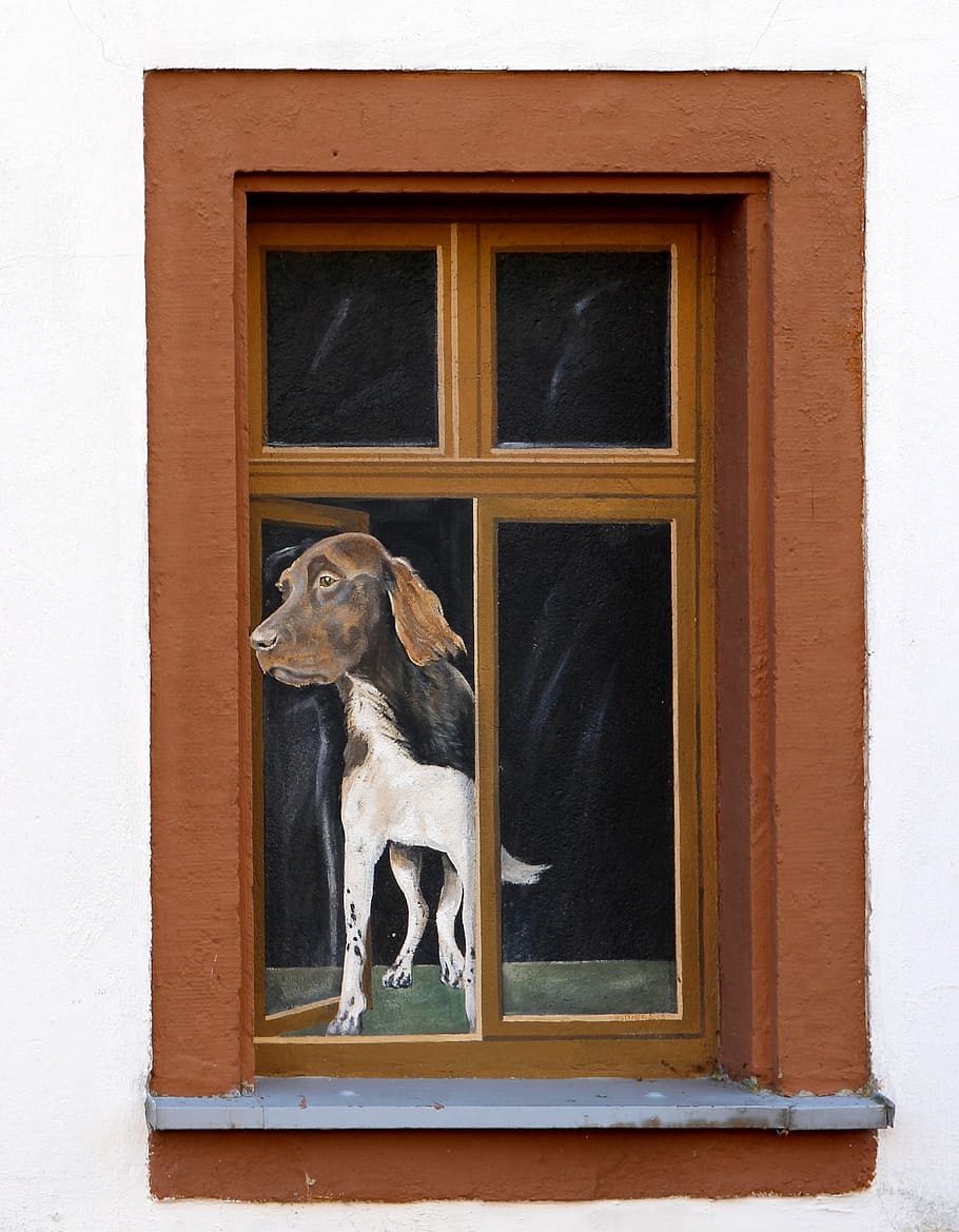 finestra, il·lusió, art, façana, pintura, divertit, humor, paròdia, engany, gos, finestres de gelosia, animal, un animal, mascotes, mamífer, temes d'animals, estructura construïda, porta, animals domèstics, nacional, caní, exterior de l'edifici, arquitectura, cap gent, vertebrats, vidre - material, dia, edifici, marró, transparent, marc de finestra, 4K