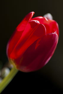flor, macro, molt bé, tulipa, naturalesa, planta, pètal, primavera, vermell, primer pla, bellesa a la natura, cap de flor, frescor, color rosa, flor única, color verd, cap gent, flor de roses, planta amb flors, fragilitat, vulnerabilitat, inflorescència, fons negre, centrar-se en primer pla, a l'interior, tir de l'estudi, enfocament selectiu, 4K, CC0, domini públic, lliure de regalies