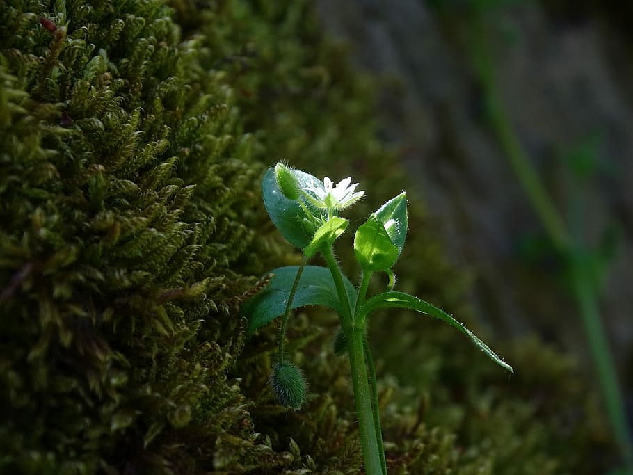 mose, blomst, makro, skog, anlegg, grønn, vekst, grønn farge, skjønnhet i naturen, nærbilde, blad, natur, ingen folk, plante del, dag, fokusere på forgrunnen, begynnelse, skjørhet, friskhet, sårbarhet, plantestamme, land, utendørs, blomstrende plante, sepal, 5K