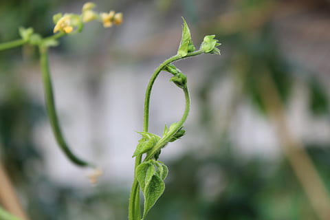 beans spend, green, vegetable, plant, growth, green color, close-up, focus on foreground, no people, plant part, leaf, beauty in nature, nature, day, tendril, selective focus, plant stem, outdoors, freshness, curled up, spiral, fragility, vine, 5K, CC0, public domain, royalty free