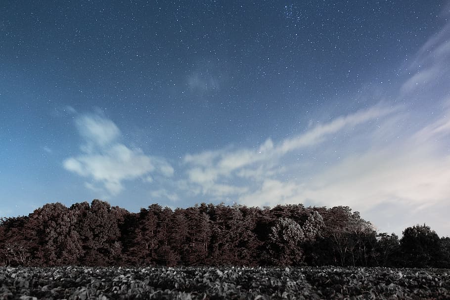 braun, locke, tagsüber, Waldbäume, Blau, Himmel, Bäume, blauer Himmel, Baum, Wald, Wolke, Star, Natur, Landschaft, draußen, szenen, ländliche Szene, wolke - himmel, keine Leute, Feld, Stern - Raum, Astronomie, Szenen - Natur, Platz, Nacht-, Schönheit in der Natur, ruhige Szene, Pflanze, Ruhe, Sternfeld, Land, Konstellation, Wachstum, Weltraum und Astronomie, 5K