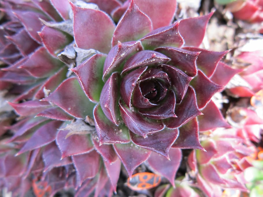 flor, florir, fons, tancar, primavera, despertar, corona, planta, bellesa a la natura, creixement, frescor, pètal, fragilitat, vulnerabilitat, planta amb flors, primer pla, inflorescència, cap de flor, rosa, cap gent, naturalesa, flor de roses, dia, color rosa, planta suculenta, marc complet, a l'aire lliure, porpra, rosada, 4K