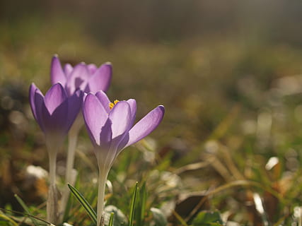 crocus, musim semi, bunga, violet, bunga ungu, tanaman berbunga, keindahan di alam, menanam, kesegaran, pertumbuhan, daun bunga, kerentanan, kerapuhan, merapatkan, fokus pada latar depan, alam, hal berkembang, kepala bunga, tidak ada orang, tanah, bidang, ungu, hari, iris, di luar rumah, 4K, CC0, domain publik, bebas royalti