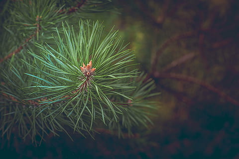 fotografia a macroistruzione, verde, pianta fogliare, foresta, ramo, conifera, aghi, albero, natura, colore verde, foglia, parte vegetale, avvicinamento, pianta, Pino, nessuno, albero di conifere, concentrarsi sulle conoscenze acquisite, Pinaceae, animale, crescita, giorno, temi animali, un animale, all'aperto, ago - parte vegetale, bellezza nella natura, 5K, CC0, dominio pubblico, privo di copyright
