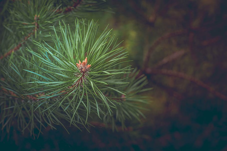 fotografia de tret macro, verd, planta de fulla, pi, bosc, branca, conífera, agulles, arbre, naturalesa, color verd, full, part de la planta, primer pla, planta, cap gent, arbre de coníferes, centrar-se en primer pla, pinàcies, animal, creixement, dia, temes d'animals, un animal, a l'aire lliure, agulla - part de la planta, bellesa a la natura, 5K