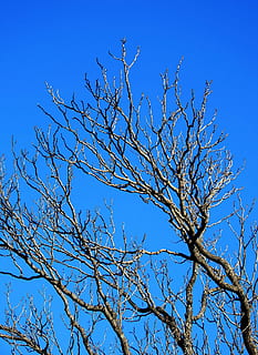 filiais, nu, árvore, galhos, céu azul, céu, azul, inverno, árvore nua, céu limpo, natureza, ramo, plantar, visão de baixo ângulo, tranquilidade, ninguém, beleza na natureza, dia, ao ar livre, scenics - natureza, crescimento, luz solar, cena tranquila, cena não urbana, tronco de árvore, 2K, CC0, domínio público, royalty free
