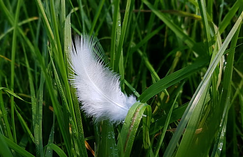 blanc, ploma, verd, herba, primavera, ploma d’ocells, baixar, ocell, licitació, filigrana, lleuger, preocupacions, naturalesa, prat, lleugerament, airejat, planta, color verd, creixement, bellesa a la natura, vulnerabilitat, fragilitat, primer pla, Color blanc, cap gent, suavitat, terra, dia, camp, a l'aire lliure, tranquil·litat, frescor, fulla d'herba, puresa, 2K, CC0, domini públic, lliure de regalies