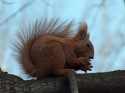 maro, veveriţă, ramură, Veverița, copac, nuc, parc, animal, rozător, Ruda, fermecător, animale tematice, mamifer, un animal, animale sălbatice, animale în sălbăticie, animale vertebrate, nici o persoana, natură, a închide, arhiepiscop, să se concentreze asupra primelor elemente, în aer liber, zi, vedere laterală, vizualizare profil, ochi de animale, 2K, CC0, domeniu public, fără drepturi de autor