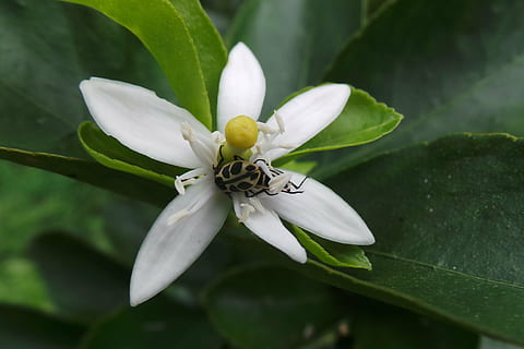 Insekt, Blume, Orangenbaum, Verletzlichkeit, Zerbrechlichkeit, Schönheit in der Natur, Wachstum, Pflanze, blühende Pflanze, Nahansicht, Frische, Blütenstand, Blütenkopf, Blatt, Blütenblatt, Pflanzenteil, Natur, weiße Farbe, keine Leute, Pollen, Fokus auf den Vordergrund, draußen, 4K, CC0, gemeinfrei, lizenzfrei