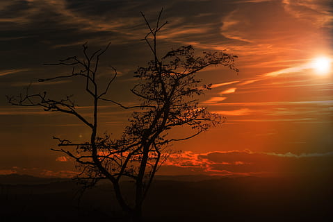fotoğraf siluet, ağaç, altın, saat, siluet, gün batımı, Güneş, gökyüzü, abendstimmung, arka ışık, arka fon, masaüstü arkaplanı, ruh hali, ışık, doğa, mercek parlaması, ışınlar, Güneş ışığı, parlak, tuhaf, yansıma, lens, atmosferik, lichtspiel, parlamak, kontrast, kırmızı, gölge ağacı, renk, renkli, peyzaj, açık havada, sakin sahne, doğada güzellik, bulut - gökyüzü, huzur, manzaralar - doğa, turuncu renk, insansız, çıplak ağaca, bitki, şube, pastoral, kentsel olmayan sahne, romantik gökyüzü, 5K, CC0, kamu malı, telif ücretsiz