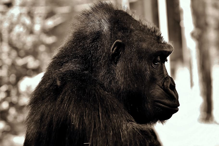 tæt på, fotografering, sort, gorilla, tankevækkende, abe, pattedyr, dyr, Zoo, ensom, fredelig, trist, tierpark hellabrunn, primat, et dyr, dyreliv, dyr i naturen, fokus på forgrunden, leder, hvirveldyr, dag, dyrehår, ingen mennesker, hår, udendørs, profilvisning, 2K