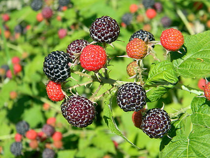 lampone, lampone nero, lampone maturo, cespuglio di lampone, bacca, more, raccogliere, bacche di un lampone, macro, vitamina, rosso, nutrizione, dolce, biologico, estate, maturo, vegetariano, luminosa, frutti di bosco, frutta, mangiare sano, cibo, cibo e bevande, freschezza, pianta, avvicinamento, nessuno, giorno, benessere, concentrarsi sulle conoscenze acquisite, natura, colore verde, crescita, bellezza nella natura, foglia, parte vegetale, mora - frutta, all'aperto, 4K, CC0, dominio pubblico, privo di copyright