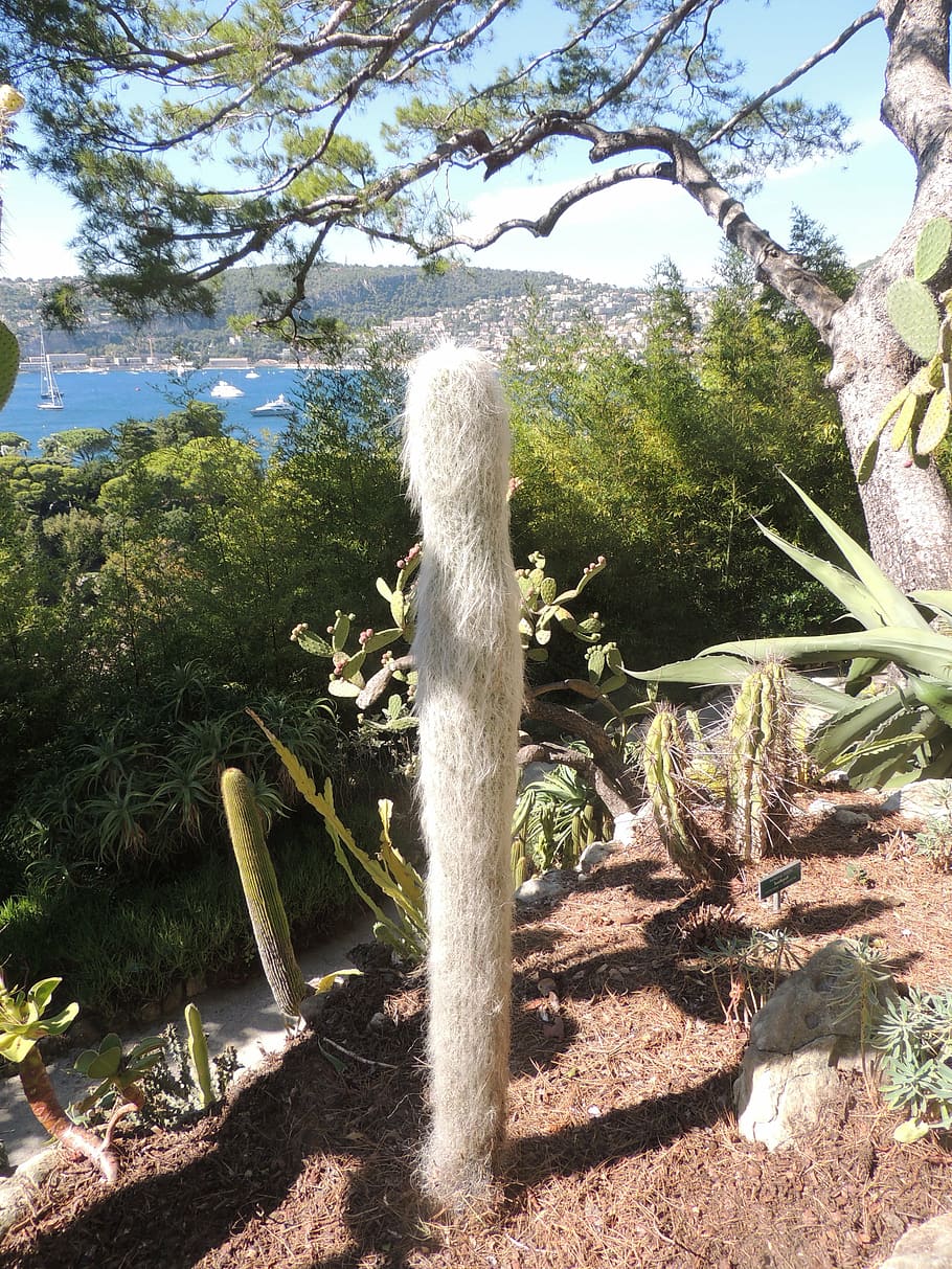 bonic, jardí, cactus, estiu, muntanyes, és, vacances, parc, planta, arbre, naturalesa, creixement, dia, llum solar, cap gent, tranquil·litat, bellesa a la natura, cel, aigua, terra, planta suculenta, a l'aire lliure, paisatge, escenics - natura, color verd, escena tranquil·la, post de fusta, 4K