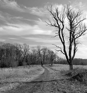 natura, sentiero, pista, strada, foresta, boschi, prato, albero antico, deciduo, nero bianco, in scala di grigi, contea di montgomery, Pennsylvania, solo per uso editoriale, cielo, pianta, albero nudo, albero, nuvola - cielo, ambiente, la tranquillità, paesaggio, scena tranquilla, bellezza nella natura, terra, campo, scenics - natura, scena non urbana, nessuno, erba, a distanza, giorno, ramo, all'aperto, isolato, 1080P, CC0, dominio pubblico, privo di copyright