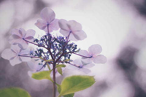 rožinis, 5-petaled, 5 - žiedai, selektyvus, sutelkti fotografiją, gėlės, atrankinis dėmesys, fotografija, pobūdį, pavasarį, gėlė, filialas, augalų, medis, rausvos spalvos, Iš arti, šviežumas, žiedas, sezoną, grožis gamtoje, žiedlapis, gėlių galva, lauke, defokusuotas, lapai, makro, nėra žmonių, trapumas, violetinė, augimą, žydintys augalai, pažeidžiamumas, žiedynas, sutelkti dėmesį į naujas žinias, augalų dalis, minkštumas, alyvinė, 1080P, CC0, Viešasis domenas, nemokamai
