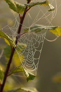 teia de aranha, aranha, orvalho, gotejamento, gota de água, gota de orvalho, natureza, rede, morgentau, névoa, perto, teias de aranha, orvalho da manhã, teia de aranha com contas de água, frisado, solta, folha, fechar-se, macro, fragilidade, vulnerabilidade, focar em primeiro plano, temas animais, animal, beleza na natureza, ninguém, invertebrado, animais em estado selvagem, complexidade, animais selvagens, dia, padrão natural, preso, aracnídeo, ao ar livre, 5K, CC0, domínio público, royalty free