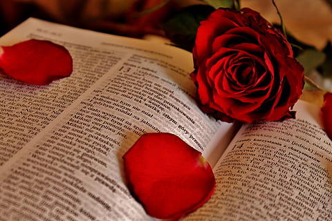 rose, the scriptures, god, paper, rose petals, love, red, rose - Flower, romance, flower, flowering plant, text, publication, book, plant, communication, beauty in nature, indoors, close-up, petal, nature, positive emotion, fragility, vulnerability, no people, valentine's day - holiday, flower arrangement, flower head, bouquet, 4K, CC0, public domain, royalty free