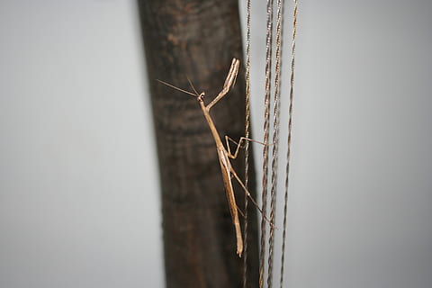 mantis, hmyz, Keňa, zvíře, Příroda, detail, nikdo, nástěnný prvek, den, zaměřit se na popředí, selektivní zaměření, venku, klid, dřevo - materiál, rostlina, zvířat, nebe, krása v přírodě, starý, stavba, čisté nebe, kopie prostor, 2K, CC0, veřejná doména, bez autorských práv