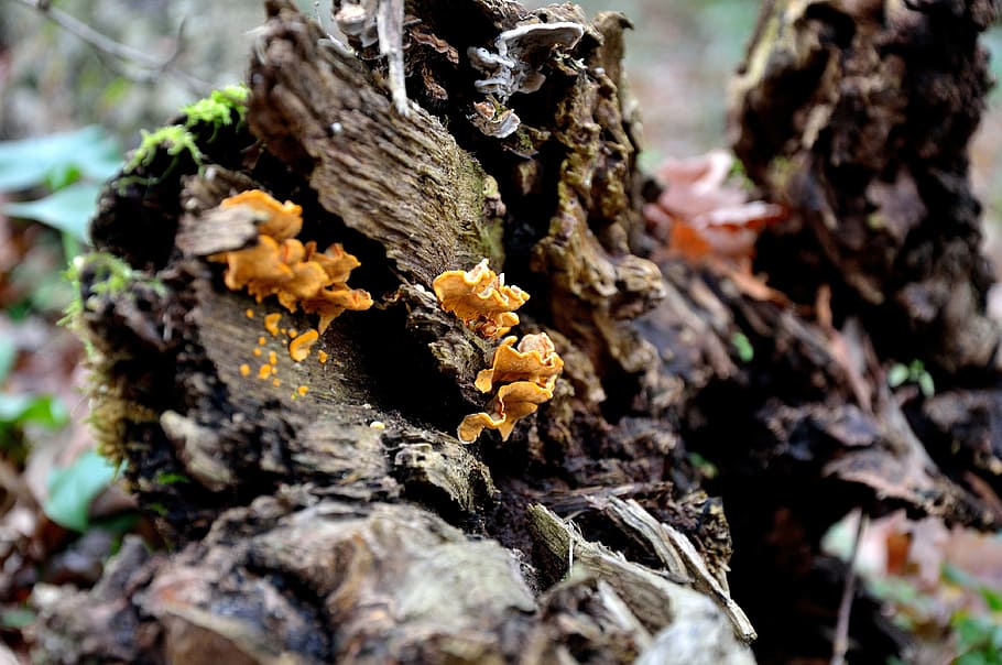 tronc, bolets, tronc de l'arbre, escorça, bosc, planta, creixement, primer pla, fong, cap gent, naturalesa, dia, enfocament selectiu, arbre, vegetals, bellesa a la natura, centrar-se en primer pla, a l'aire lliure, textura, fragilitat, menjar, vulnerabilitat, liquen, toadstool, 4K