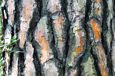 spruce, tree, bark, forest, conifer, nature, fir, green, plant, treetop, healthy, active substance, textured, trunk, tree trunk, close-up, full frame, no people, growth, rough, backgrounds, plant bark, pattern, day, outdoors, natural pattern, beauty in nature, weathered, wood - material, lichen, 5K, CC0, public domain, royalty free