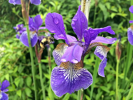 Blume, Iris, Natur, Frühling, Blumen-, Gartenarbeit, Regen, Blatt, lila, Regentropfen, Biene, Britisch-Kolumbien, Blütenblatt, Zerbrechlichkeit, Wachstum, blühende Pflanze, Pflanze, Verletzlichkeit, Schönheit in der Natur, Frische, Blütenkopf, Nahansicht, Blütenstand, Fokus auf den Vordergrund, Tag, Iris - Pflanze, keine Leute, draußen, 2K, CC0, gemeinfrei, lizenzfrei