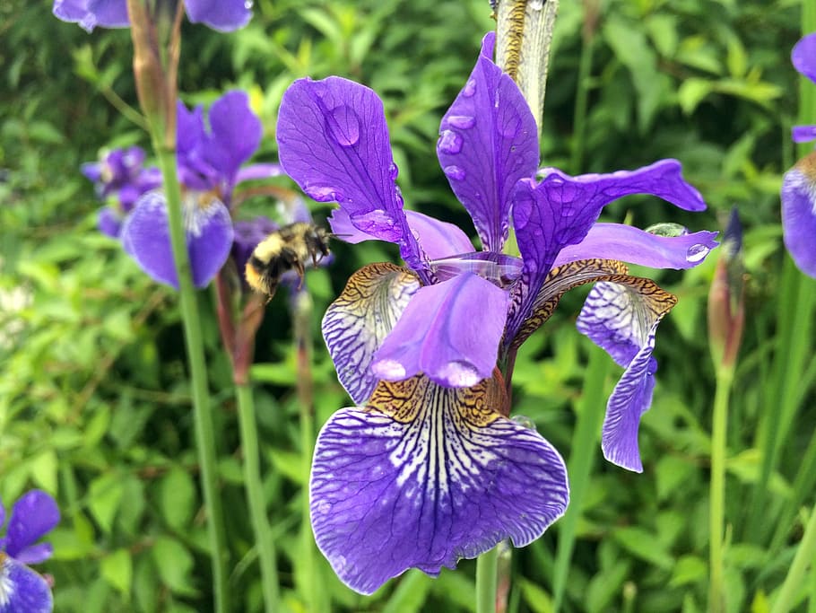 Blume, Iris, Natur, Frühling, Blumen-, Gartenarbeit, Regen, Blatt, lila, Regentropfen, Biene, Britisch-Kolumbien, Blütenblatt, Zerbrechlichkeit, Wachstum, blühende Pflanze, Pflanze, Verletzlichkeit, Schönheit in der Natur, Frische, Blütenkopf, Nahansicht, Blütenstand, Fokus auf den Vordergrund, Tag, Iris - Pflanze, keine Leute, draußen, 2K