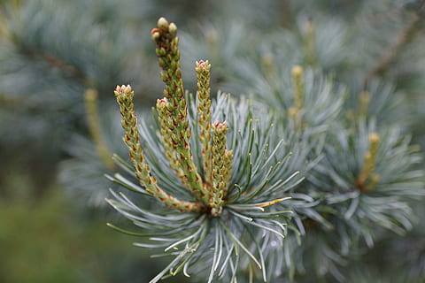 Fichte, Baum, Blau, Nadelbaum, Natur, Pflanze, Nahansicht, Nadel - Pflanzenteil, Wachstum, Kiefer, Schönheit in der Natur, keine Leute, Tag, grüne Farbe, Pinaceae, Fokus auf den Vordergrund, draußen, selektiver Fokus, Ast, Ruhe, Blume, kalte Temperatur, Tannenbaum, 5K, CC0, gemeinfrei, lizenzfrei