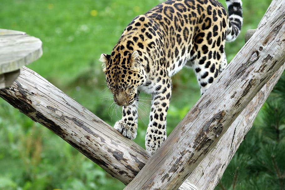 leopardo, macchiato, gatto, natura, all'aperto, animale, nero, felino, pelliccia, panthera, fauna selvatica, grande gatto, temi animali, un animale, albero, animali allo stato selvatico, mammifero, legno - materiale, nessuno, pianta, carnivora, giorno, concentrarsi sulle conoscenze acquisite, zoo, 5K