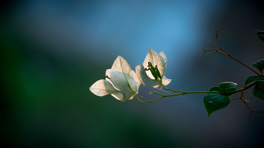 flor, blanc, primavera, floració, primavera, florir, verd, amor, elegant, natural, flors blanques, llum solar, fulles, full, planta, blau, naturalesa, color verd, primer pla, branca, arbre, frescor, macro, a l'aire lliure, bellesa a la natura, creixement, cap gent, nova vida, defocated, imatge en color, enfocament selectiu, estiu, temporada, medi ambient, fragilitat, planta amb flors, part de la planta, vulnerabilitat, centrar-se en primer pla, pètal, cap de flor, inflorescència, Color blanc, 5K