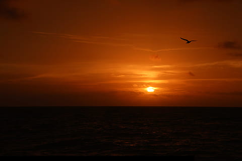 Sonnenuntergang, Dämmerung, Sonne, Abend, Meer, Himmel, Lichtreflexionen, lodernder Himmel, Horizont, rot, Natur, wolke - himmel, orange Farbe, Sonnenlicht, Vogel, Sommer-, szenen, Wasser, Schönheit in der Natur, draußen, ruhige Szene, Horizont über Wasser, fliegend, Tiere in freier Wildbahn, Tierthemen, Wirbeltier, Tier, Tierwelt, Szenen - Natur, Silhouette, keine Leute, 4K, CC0, gemeinfrei, lizenzfrei