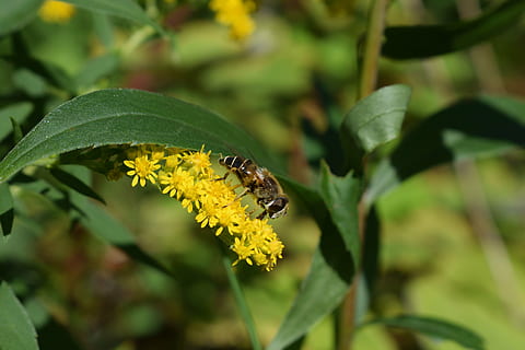 hoverfly, giallo, estate, insetto, natura, macro, fiorire, colore, ape, fiore, invertebrato, bellezza nella natura, pianta, un animale, fauna selvatica, temi animali, animali allo stato selvatico, pianta fiorita, animale, crescita, vulnerabilità, fragilità, avvicinamento, testa di fiore, freschezza, concentrarsi sulle conoscenze acquisite, nessuno, impollinazione, all'aperto, polline, farfalla - insetto, 5K, CC0, dominio pubblico, privo di copyright