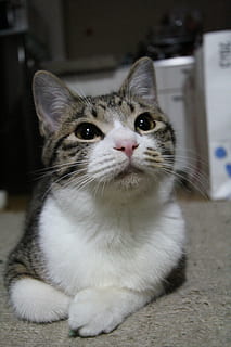 Katze, Haustier, Setz dich, süß, Haustiere, Hauskatze, Tier, katzenartig, inländisch, Säugetier, Tierthemen, ein Tier, Wirbeltier, Whisker, Fokus auf den Vordergrund, Nahansicht, suchen, keine Leute, Kamera betrachten, Porträt, drinnen, Tierauge, 5K, CC0, gemeinfrei, lizenzfrei