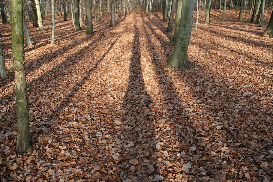 puiden sävyjä, syksy, metsä, valo, varjo, lehdet, puunrungot, auringonpaiste, syksyn metsä, luonto, puu, ulkona, puun lehti, kausi, maaseudulla, keltainen, tie, maa, kasvi, tyyneys, päivä, kasvi-osa, kauneus luonnossa, muuttaa, rauhallinen kohtaus, kasvu, puun runko, runko, maisemat - luonto, tie eteenpäin, ei ihmisiä, näkökulmasta, treelined, 2K