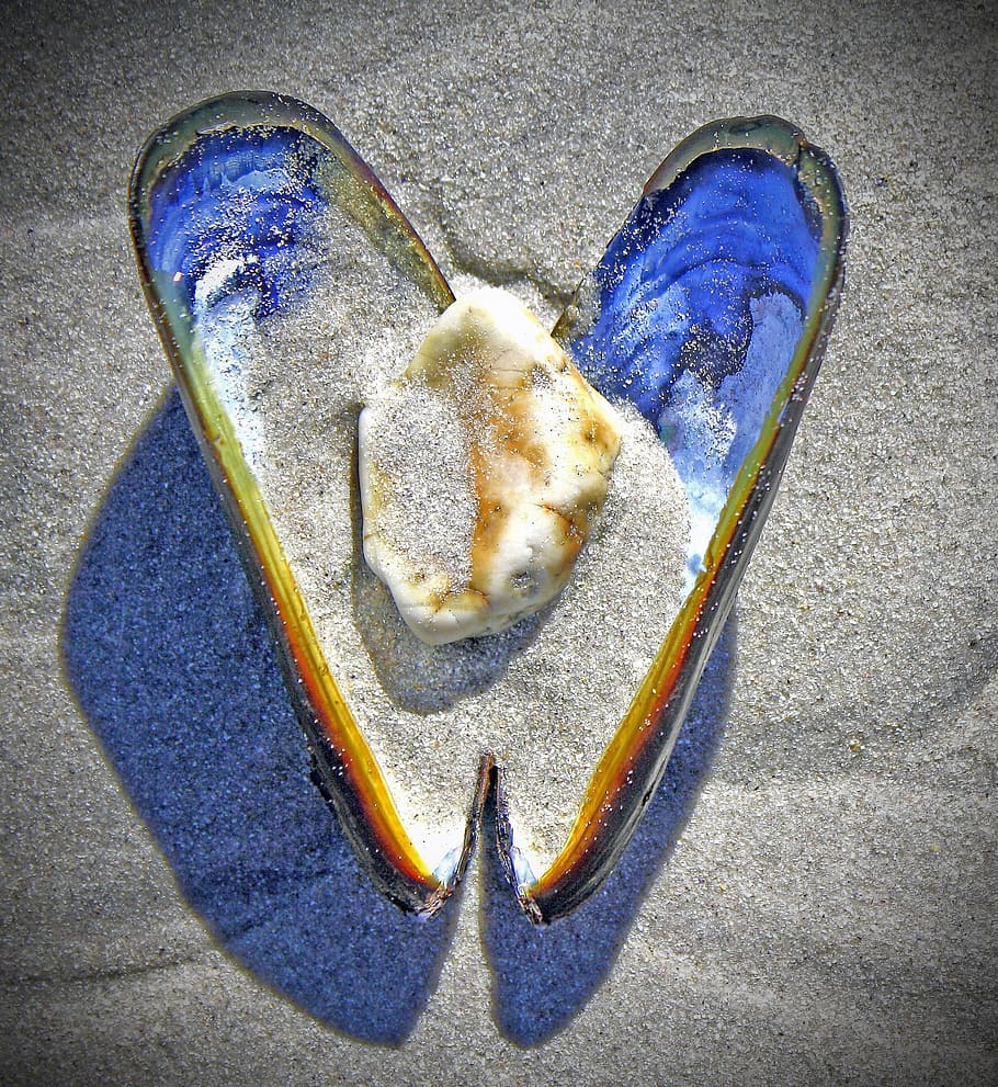 petxina de mar, fotografia de sorres, sorres, fotografia, shell, cor, pedra, sorra, platja, mare de perla, mar, amor, forma del cor, blau, directament a sobre, primer pla, cap gent, vista d’angle alt, naturalesa, dia, animal, terra, natura morta, fauna animal, a l'aire lliure, temes d'animals, rock, emoció positiva, menjar i beguda, 1080P