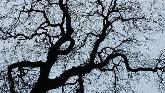 contrast, tree, depth perception, branch, bare tree, plant, silhouette, nature, no people, tranquility, sky, low angle view, tree trunk, trunk, day, beauty in nature, outdoors, growth, scenics - nature, spooky, tranquil scene, sunlight, tree canopy, 4K, CC0, public domain, royalty free