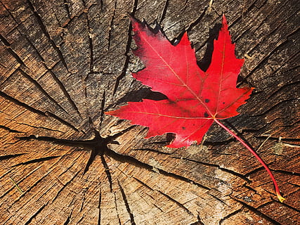 rød, lønneblad, tre logg, falle, blad lønn, Canada, lønn løv, natur, lønnetre, blad, høstblad, høstløv, blader, rødt blad, høst, treblad, tre, dødt blad, røde blader, Québec, høstlandskap, tørre blader, skog, farge, ark vått, fargerik, sterke farger, plante del, endring, nærbilde, dag, naturlig mønster, ingen folk, tørke, tre - materiale, bladvein, utendørs, anlegg, skjønnhet i naturen, mønster, strukturert, bark, naturlig tilstand, 4K, CC0, offentlig domene, opphavsrett gratis