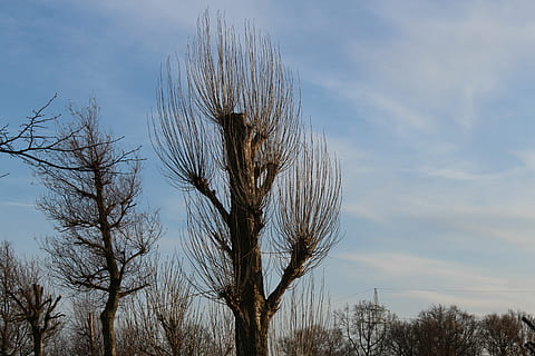drzewa, drzewo, kahl, niebo, roślina, nagie drzewo, chmura - niebo, żadnych ludzi, Natura, spokój, dzień, wzrost, piękno natury, Oddział, scenics - natura, wylądować, spokojna scena, scena pozamiejska, na dworze, niski kąt widzenia, martwa roślina, pole, Wierzba, suchy klimat, 5K, CC0, domena publiczna, darmowe zdjęcia