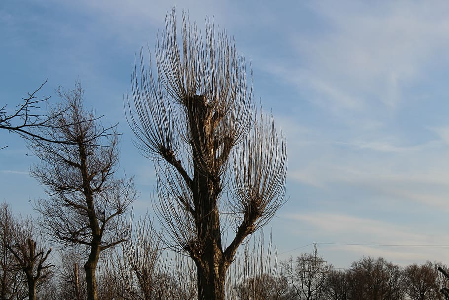arbres, arbre, kahl, cel, planta, arbre nu, núvol - cel, cap gent, naturalesa, tranquil·litat, dia, creixement, bellesa a la natura, branca, escenics - natura, terra, escena tranquil·la, escena no urbana, a l'aire lliure, vista d’angle baix, planta morta, camp, salze, clima àrid, 5K