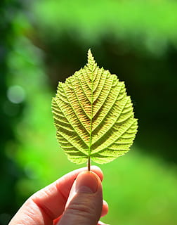 selettivo, fotografia a fuoco, persona, detenzione, verde, foglia, luce posteriore, vicino, quadro del foglio, sole, mano, bokeh, umore, luce, mano umana, parte vegetale, parte del corpo umano, una persona, concentrarsi sulle conoscenze acquisite, colore verde, avvicinamento, pianta, dito, persona irriconoscibile, natura, dito umano, prospettiva personale, parte del corpo, persone reali, giorno, all'aperto, le foglie, arto umano, 4K, CC0, dominio pubblico, privo di copyright