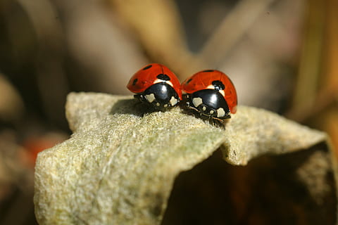 selectivo, fotografía de enfoque, mariquitas, lady bug, mariquita, insecto, escarabajo, naturaleza, macro, de cerca, amistad, peguen entre sí, fauna silvestre, pequeña, animal, fiel, matrimonio, familia, compañero, asociación, enlace, Unido, símbolo, linda, natural, rojo, proteger, proteccion, dos, par, conjunto, lado a lado, parados juntos, combinación, Pareja, marido, hija, niños, hermano, romántico, amor, participación, hermanos, cuidando, juntos, felicidad, dulce, feliz, empresa, casa, gracioso, adorable, madre, niño, temas de animales, invertebrado, fauna animal, animales en la naturaleza, un animal, roca - objeto, rock, sólido, enfoque selectivo, centrarse en primer plano, día, nadie, al aire libre, 4K, CC0, dominio público, libre de derechos