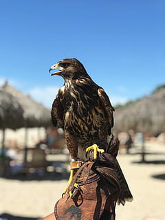 schwarz, braun, Habicht hocken, Person, Hand, tragen, Lederhandschuhe, Falke, Himmel, Vogel, Schnabel, Raubvogel, Fokus auf den Vordergrund, ein Tier, Tier, Tag, Wirbeltier, Tierthemen, Sonnenlicht, eine Person, Natur, klarer Himmel, echte Menschen, Tierwelt, Wegschauen, Tiere in freier Wildbahn, draußen, kopieren sie platz, suchen, Frisur, 4K, CC0, gemeinfrei, lizenzfrei