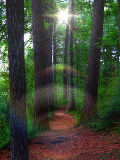 green tall trees, trees, pine forest, forest, mystic, ghost, pine trees, way, native pines, tree trunk, tree, nature, woodland, outdoors, plant, trunk, land, beauty in nature, growth, tranquility, no people, non-urban scene, tranquil scene, day, sunlight, lens flare, scenics - nature, sunbeam, bamboo - plant, streaming, 2K, CC0, public domain, royalty free
