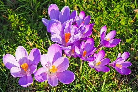 crocus, fleur, printemps, fleur de printemps, Floraison, violet, début de floraison, bühen, Fermer, la nature, Frühlingsanfang, jardin, crocus de printemps, fleur mauve, blanc, réveil du printemps, herbe, vert, Prairie, ambiance, fièvre printanière, prairie de printemps, pré de fleurs, signes du printemps, flore, plante, brillant, fleur du soleil, rose, plante rose, fleurs, début de l'été, farbenpracht, belle, timbre, Couleur, coloré, plante ornementale, bleu, couleur verte, beauté dans la nature, croissance, personne, en plein air, plante à fleurs, fraîcheur, fragilité, pétale, vulnérabilité, tête de fleur, inflorescence, champ, journée, terre, iris, pollen, parterre de fleurs, 4K, CC0, domaine public, libre de droits