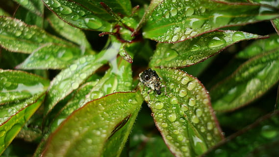 escarabat, pluja, primavera, part de la planta, full, planta, color verd, animal, naturalesa, temes d'animals, fauna animal, primer pla, animals a la natura, creixement, un animal, cap gent, invertebrat, dia, aigua, insecte, humit, tirar, a l'aire lliure, 1080P, CC0, domini públic, lliure de regalies