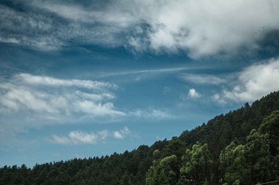 fotografia del bosc, bosc sota els núvols, bosc, núvol, cel, naturalesa, verd, blau, arbre, muntanya, cel blau, fusta, viatjar, mcleodganj, dharamkot, indi, núvol - cel, planta, escenics - natura, bellesa a la natura, medi ambient, paisatge, tranquil·litat, escena no urbana, cap gent, escena tranquil·la, dia, terra, a l'aire lliure, bosc de pi, color verd, pi, arbre de coníferes, arbre d’arbre, 4K