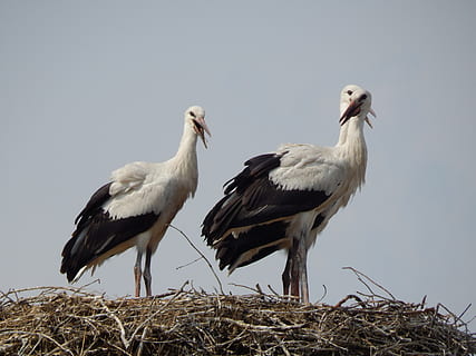 storke, fugle, ung, fatning, gruppe af dyr, dyre temaer, dyr, fugl, hvirveldyr, dyreliv, dyr i naturen, skyfri himmel, himmel, to dyr, ingen mennesker, natur, dyre rede, dag, stork, plante, udendørs, fugl reden, lav vinkel visning, hvid stork, dyre familie, 4K, CC0, offentligt domæne, royaltyfrie