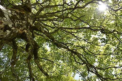 acer pseudoplatanus, acero di montagna, acero, albero, albero deciduo, estetico, natura, Oroscopo dell'albero celtico, ceppo, rami, corona, baldacchino, pianta, Inquadratura dal basso, luce del sole, crescita, bellezza nella natura, ramo, giorno, tronco d'albero, la tranquillità, tronco, nessuno, all'aperto, colore verde, cielo, fotogramma intero, sfondi, foresta, terra, baldacchino di albero, direttamente sotto, 5K, CC0, dominio pubblico, privo di copyright