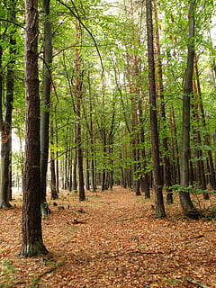 forest, beech, pine, trees, nature, tree, leaf, autumn, outdoors, woodland, season, footpath, landscape, green Color, plant, tranquility, land, growth, tree trunk, tranquil scene, trunk, the way forward, direction, beauty in nature, non-urban scene, day, no people, scenics - nature, treelined, trail, 2K, CC0, public domain, royalty free