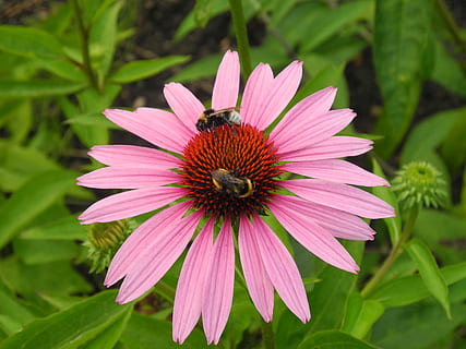 cappello da sole, bombi, api, impollinazione, nettare, giardino, natura, fiorire, fioritura, polline, insetto, pianta, giardino floreale, flora, infiorescenza, fiore, petalo, fragilità, crescita, freschezza, pianta fiorita, testa di fiore, bellezza nella natura, animali allo stato selvatico, vulnerabilità, temi animali, fauna selvatica, animale, un animale, invertebrato, avvicinamento, colore rosa, nessuno, bombo, viola, 2K, CC0, dominio pubblico, privo di copyright